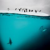 Pinguine, Eis und Licht