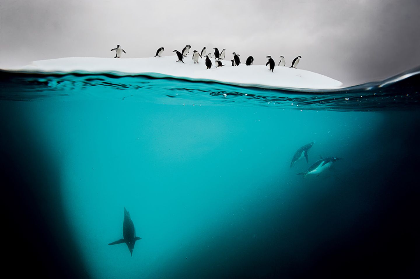 Pinguine, Eis und Licht