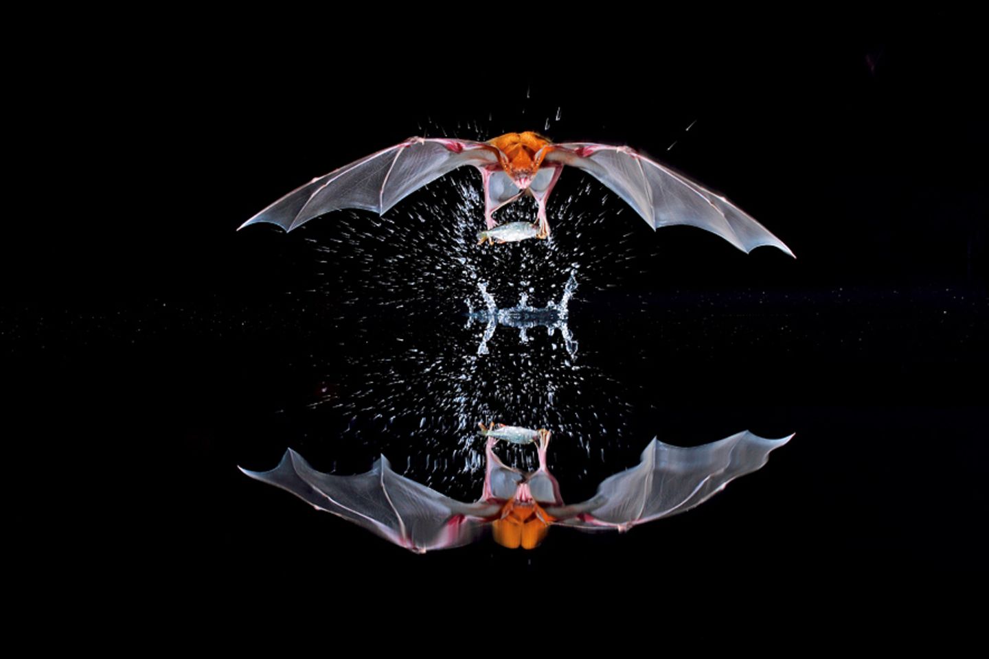 Perfektes Schleppnetz