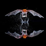 Perfektes Schleppnetz