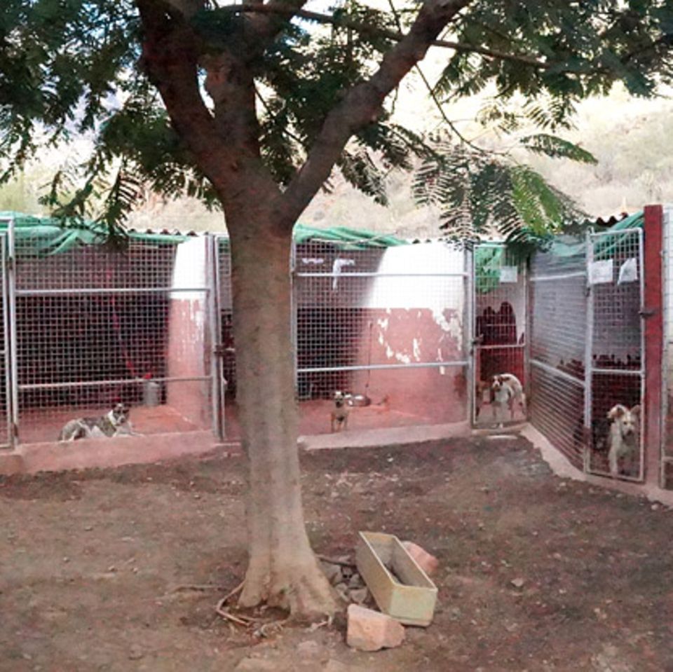 Tierschutz: Neues Leben für Streunerhunde