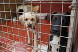 Tierschutz: Neues Leben für Streunerhunde - Bild 2