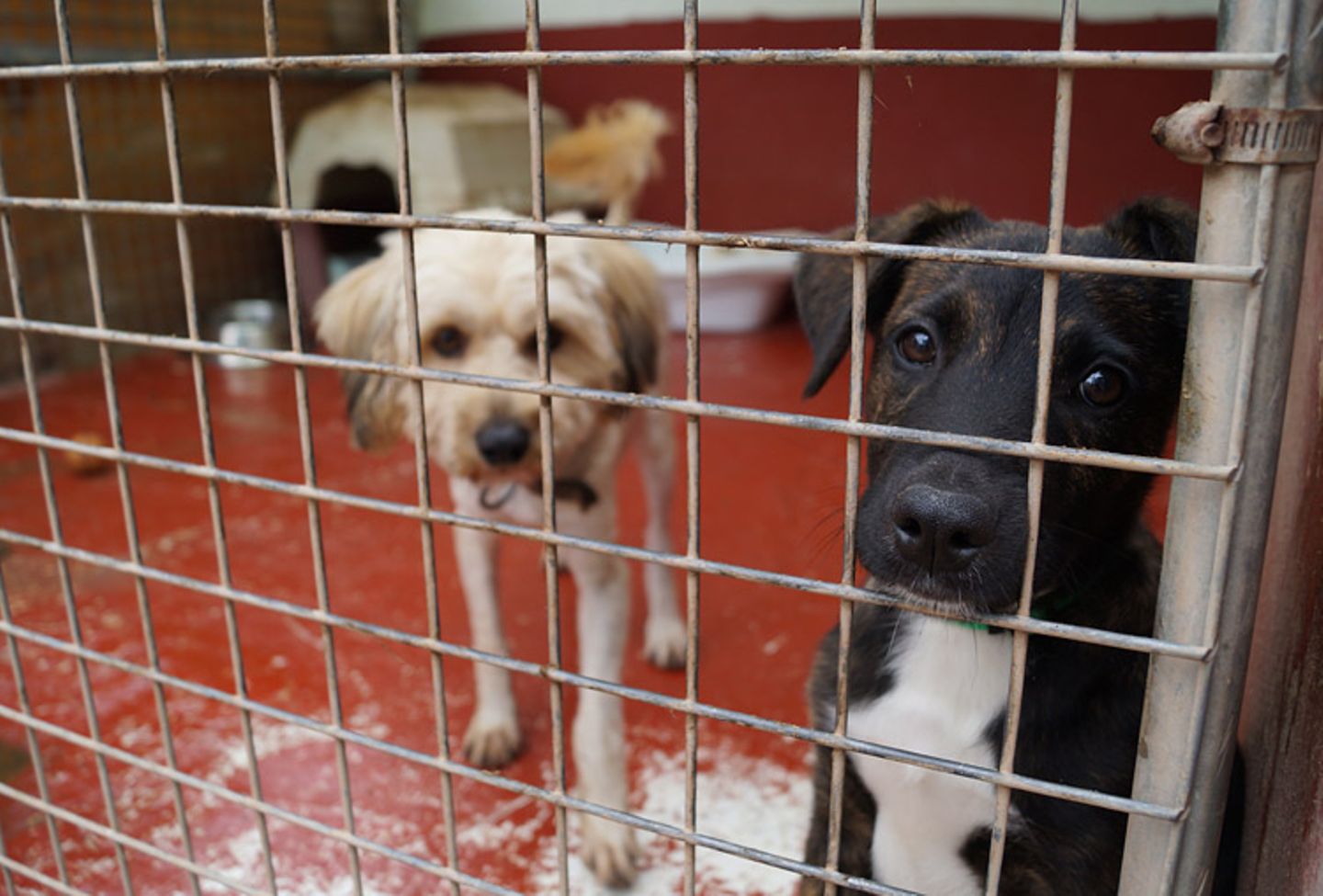 Tierschutz: Neues Leben für Streunerhunde - Bild 2