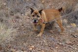 Tierschutz: Neues Leben für Streunerhunde - Bild 4
