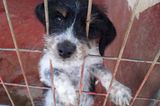 Tierschutz: Neues Leben für Streunerhunde - Bild 7