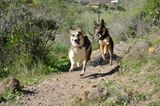 Tierschutz: Neues Leben für Streunerhunde - Bild 8