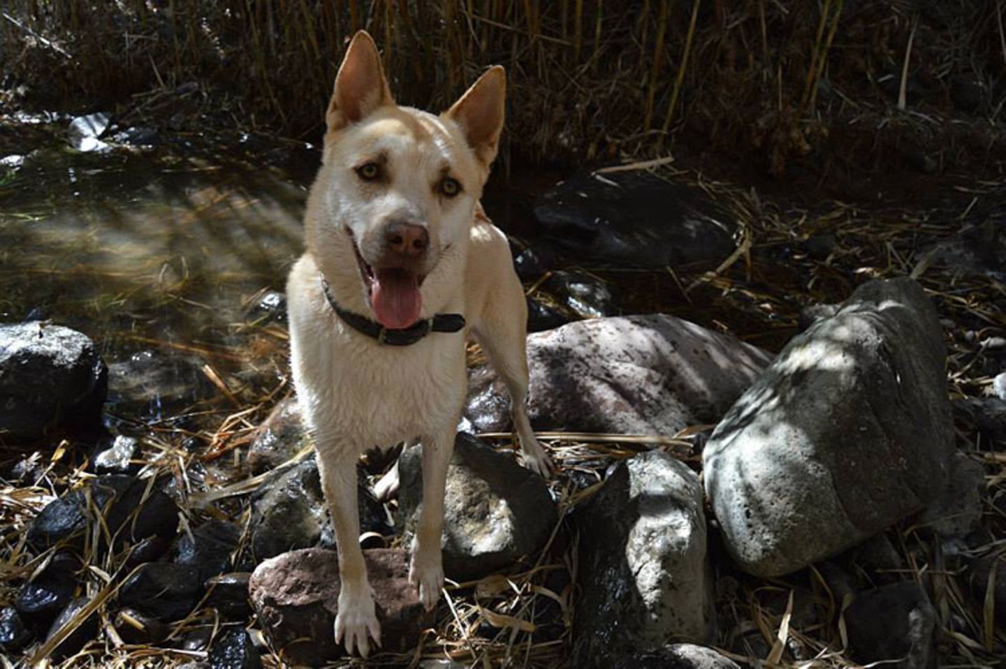 Tierschutz: Neues Leben für Streunerhunde - Bild 9