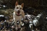 Tierschutz: Neues Leben für Streunerhunde - Bild 9
