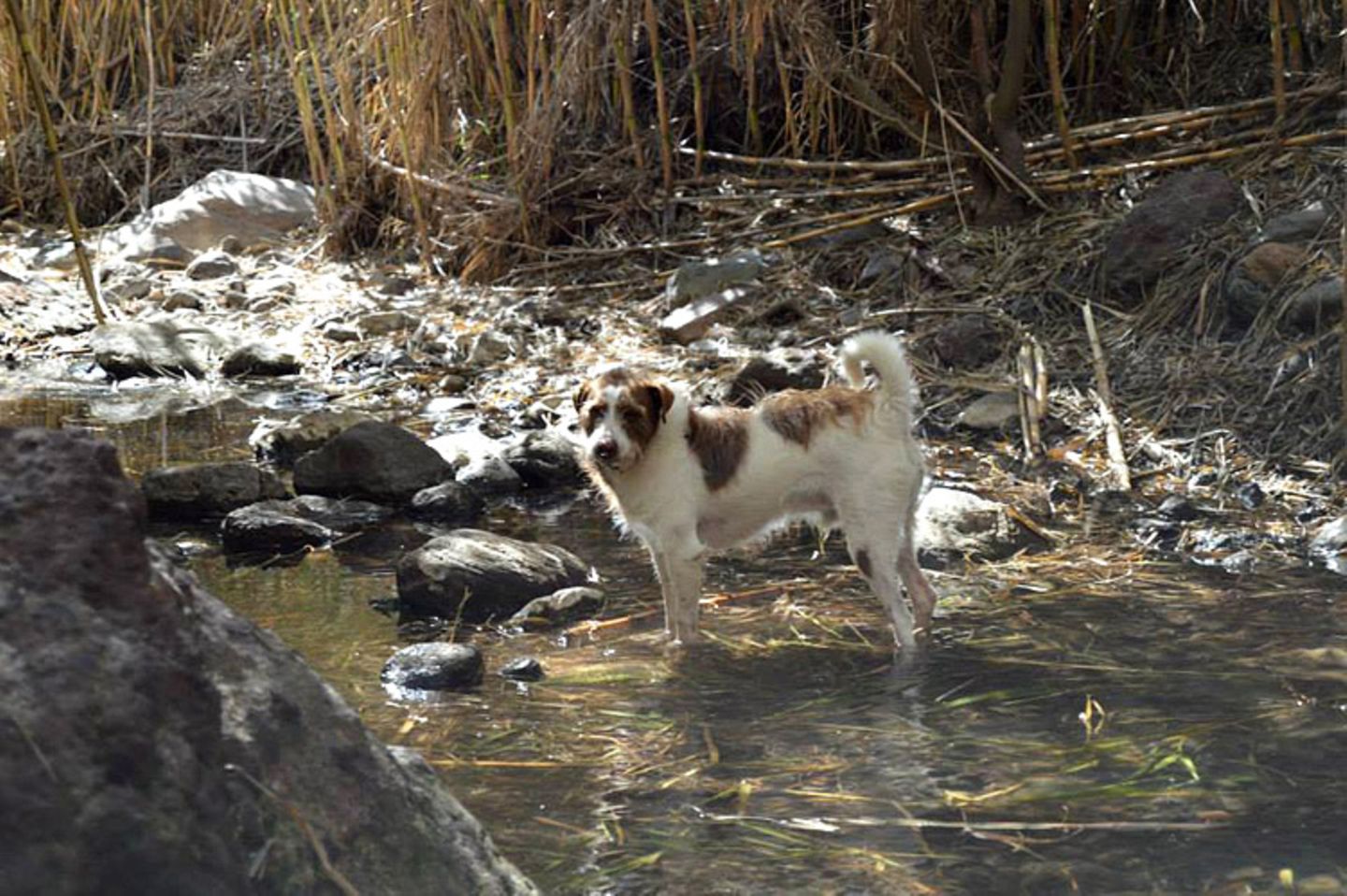 Tierschutz: Neues Leben für Streunerhunde - Bild 10