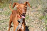 Tierschutz: Neues Leben für Streunerhunde - Bild 14