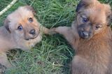 Tierschutz: Neues Leben für Streunerhunde - Bild 16