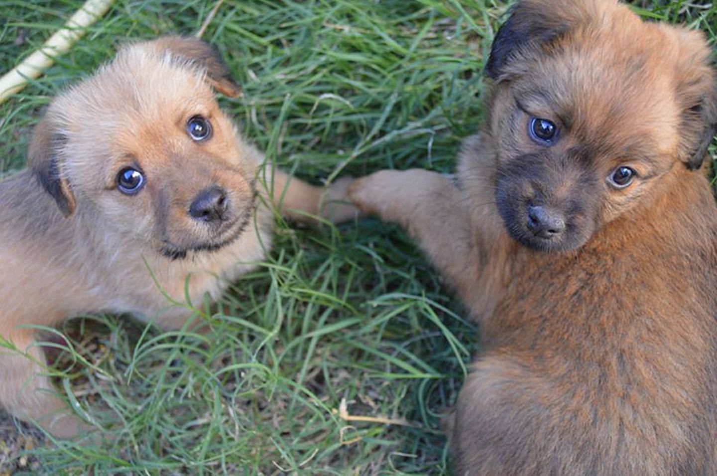 Tierschutz: Neues Leben für Streunerhunde - Bild 16