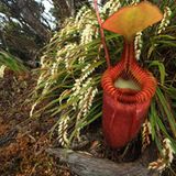 Fleischfressende Pflanzen