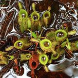 Fleischfressende Pflanzen