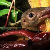 Fleischfressende Pflanzen