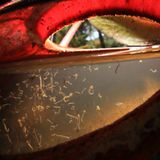 Fleischfressende Pflanzen