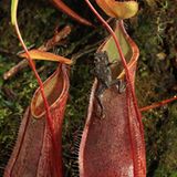 Fleischfressende Pflanzen