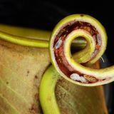 Fleischfressende Pflanzen