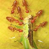 Fleischfressende Pflanzen