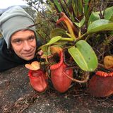 Fleischfressende Pflanzen