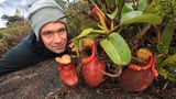 Fleischfressende Pflanzen