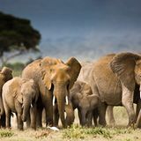 Elefanten: Geschichte einer gewichtigen Familie