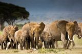 Elefanten: Geschichte einer gewichtigen Familie