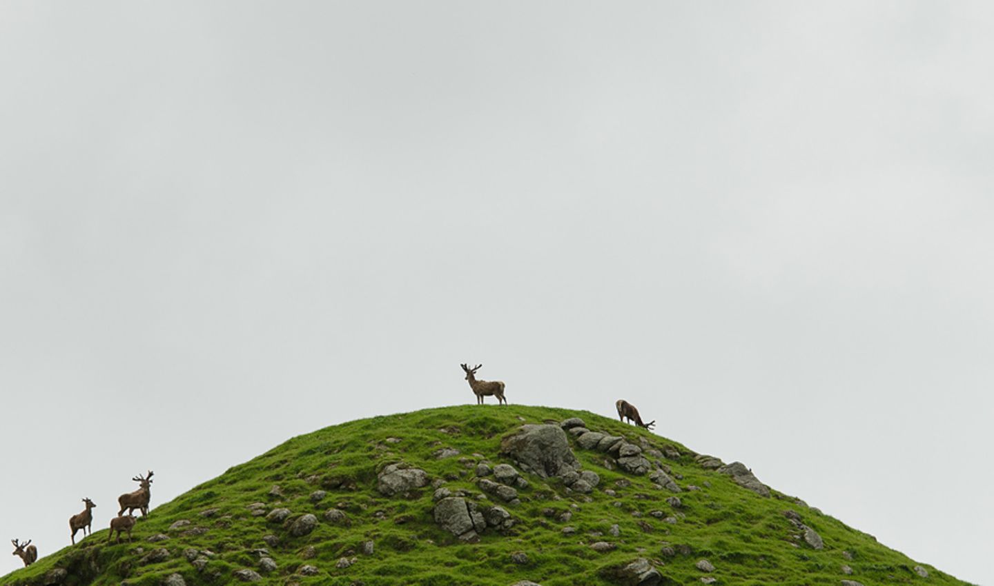 Hirsch