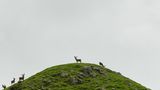 Hirsch