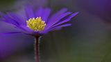 Anemone