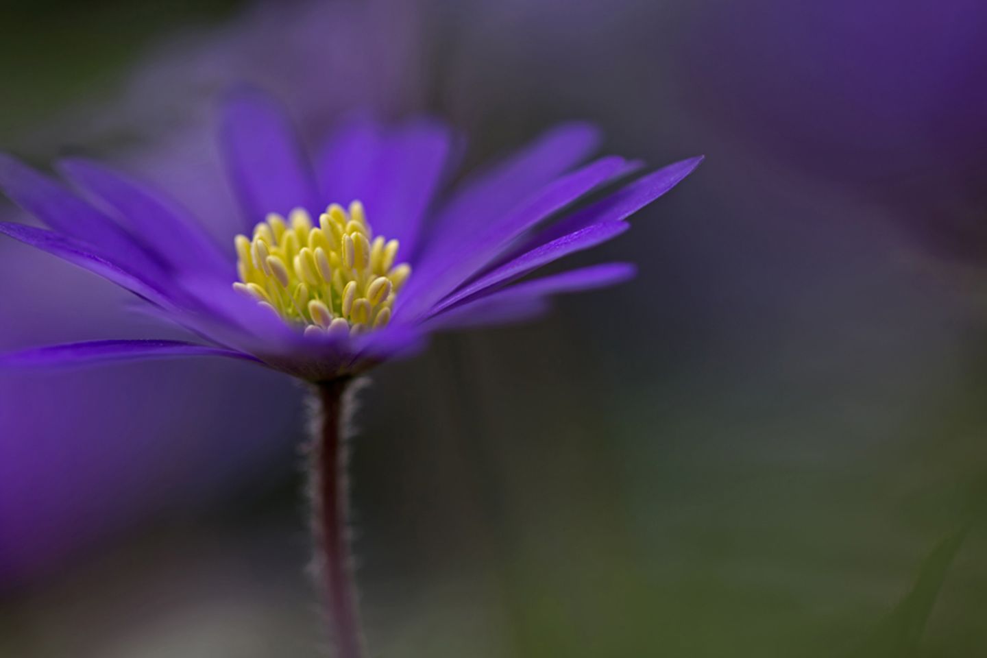 Anemone