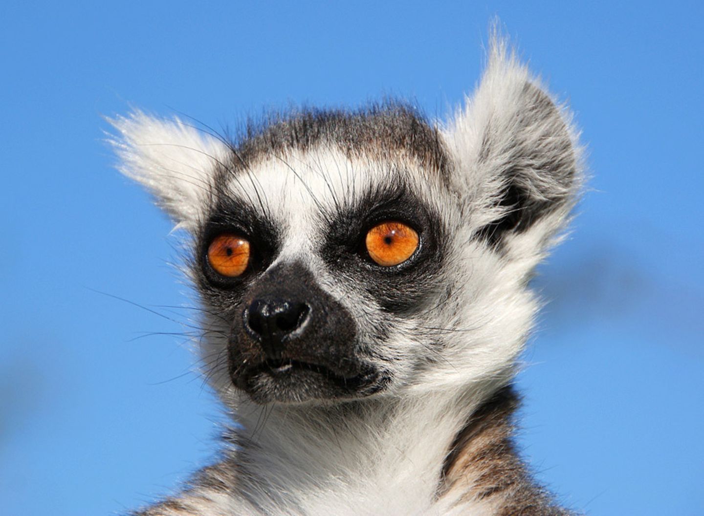 Katta
