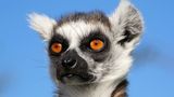 Katta