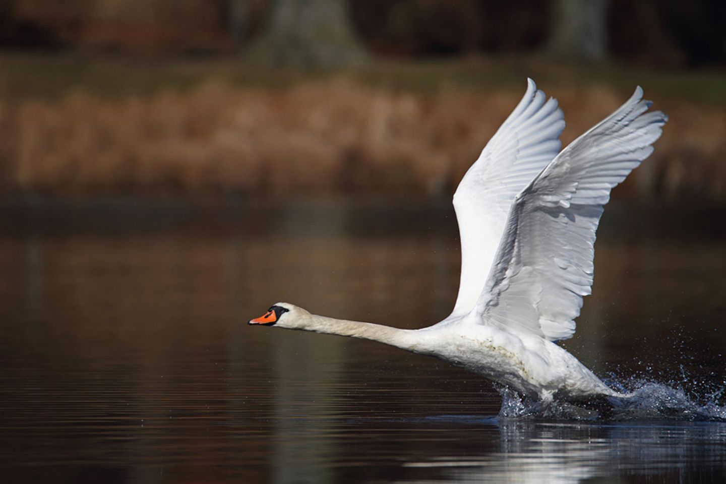 Schwan