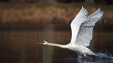 Schwan