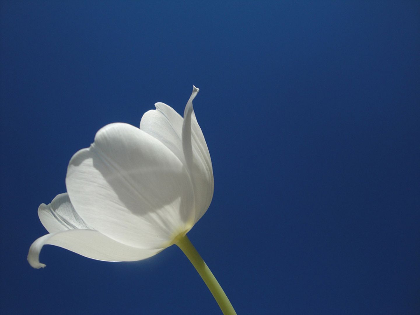 Tulpe