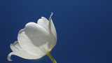 Tulpe