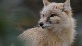 Steppenfuchs