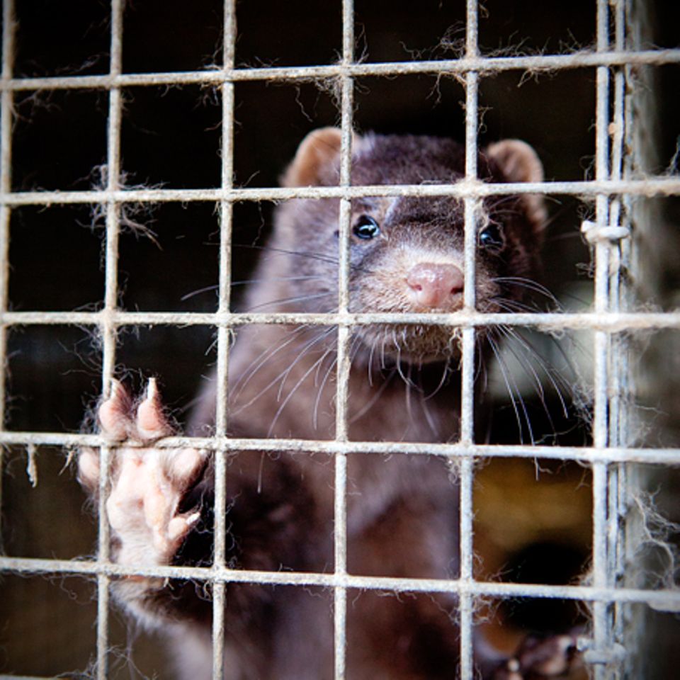 Tierschutz: Mode mit Haut und Haar