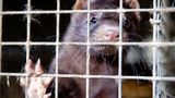 Tierschutz: Mode mit Haut und Haar