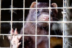 Tierschutz: Mode mit Haut und Haar