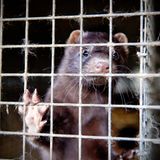 Tierschutz: Mode mit Haut und Haar