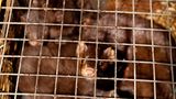 Tierschutz: Mode mit Haut und Haar - Bild 2