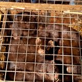 Tierschutz: Mode mit Haut und Haar - Bild 2