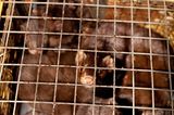 Tierschutz: Mode mit Haut und Haar - Bild 2