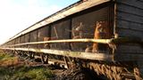 Tierschutz: Mode mit Haut und Haar - Bild 3