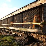 Tierschutz: Mode mit Haut und Haar - Bild 3