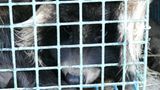 Tierschutz: Mode mit Haut und Haar - Bild 6