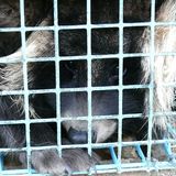 Tierschutz: Mode mit Haut und Haar - Bild 6