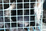 Tierschutz: Mode mit Haut und Haar - Bild 6